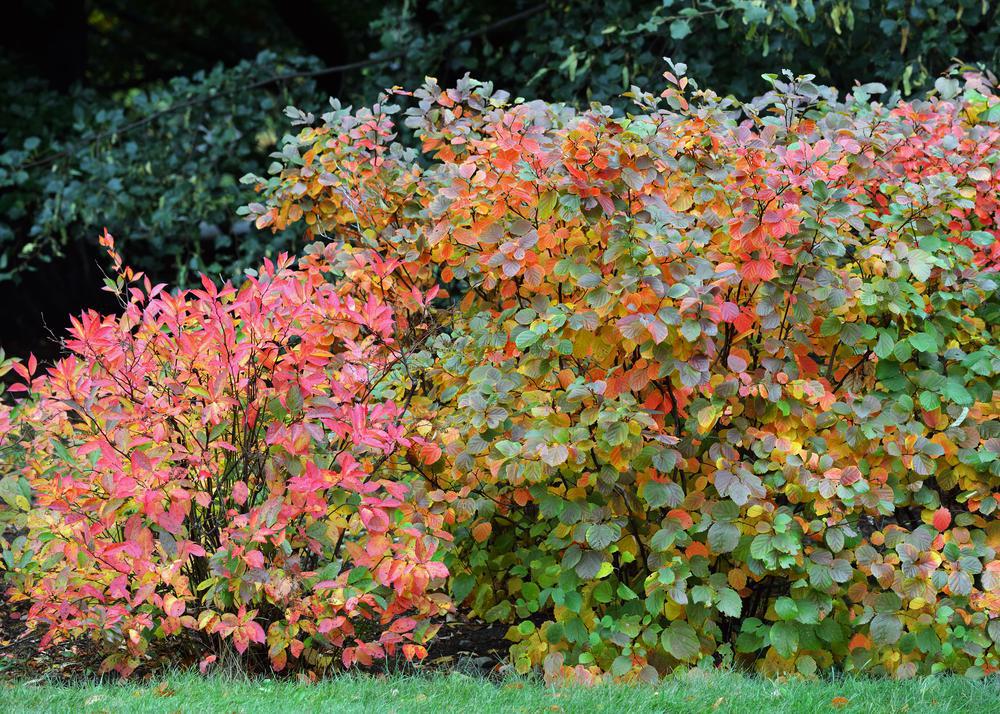 Fothergilla major 'Mount Airy' Mt. Airy Fothergilla