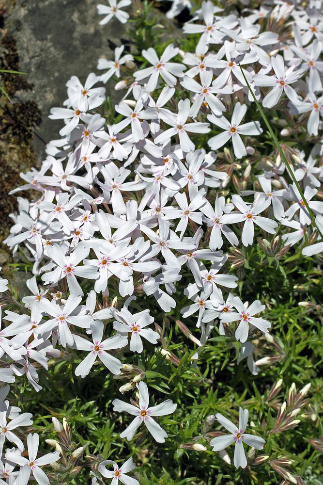 1G Phlox subulata 'Snowflakes' Snowflakes Moss Phlox 1003095