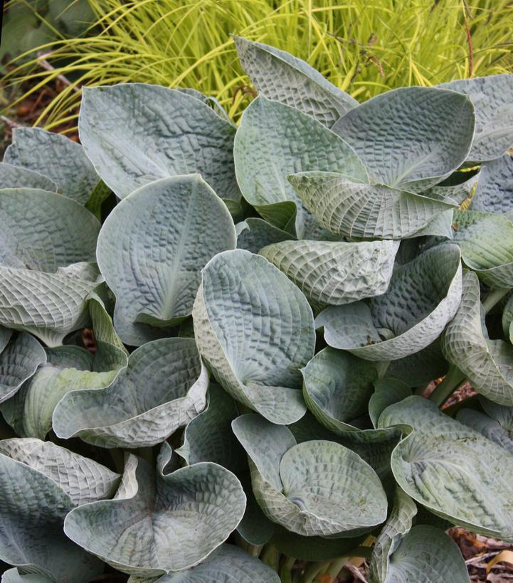 1G Hosta 'Big Daddy' Big Daddy Hosta 1001888