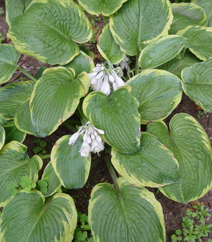 1G Hosta 'Frances Williams' Frances Williams Hosta 1000915