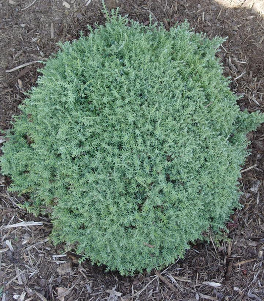 Chamaecyparis obtusa 'Blue Feathers' Blue Feathers Hinoki Cypress