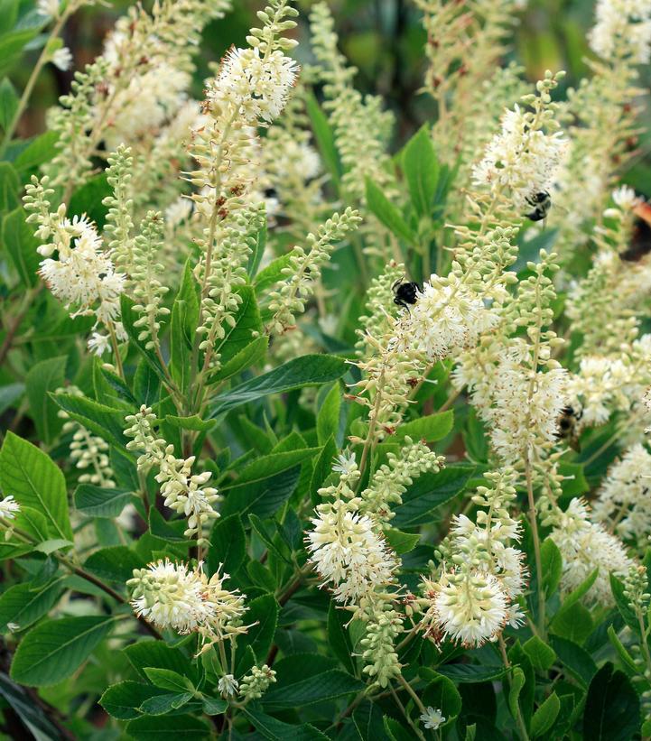 3G CLETHRA ALNIFOLIA 'HUMMINGBIRD' Hummingbird Summersweet 1001504