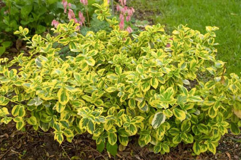 3G Euonymus Fortunei 'Gold Splash' ('Roemertwo') Gold Splash® Euonymus 1004009