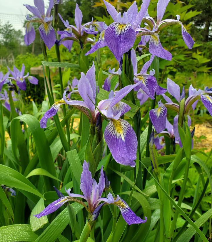 2G Iris versicolor Blue Flag Iris 1003456