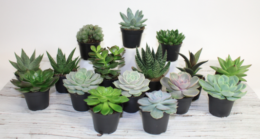 2.5" Succulent Assorted Bambino G4631