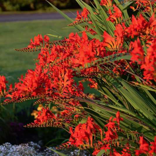 2G Crocosmia mas. 'Lucifer' Lucifer Montbretia 1002752