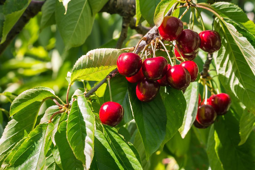 7G PRUNUS `STELLA` Stella SweetCherry 1000617