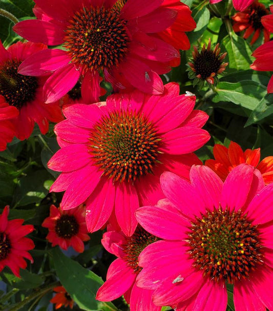 2G Echinacea x hybrid Sombrero 'Tres Amigos' ('Balsomtresgo') Tres Amigos Coneflower: Patent PPAF