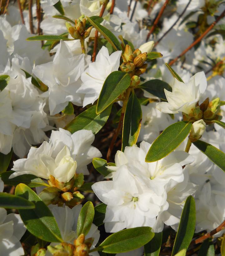 3G Rhododendron 'April Snow' April Snow Rhododendron 1002802