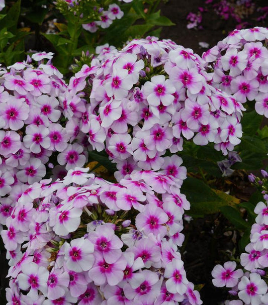 8" Phlox paniculata Ka-Pow® White Bicolor ('Balkapowibi') White Bicolor Garden Phlox: Patent PP30,782 1012646