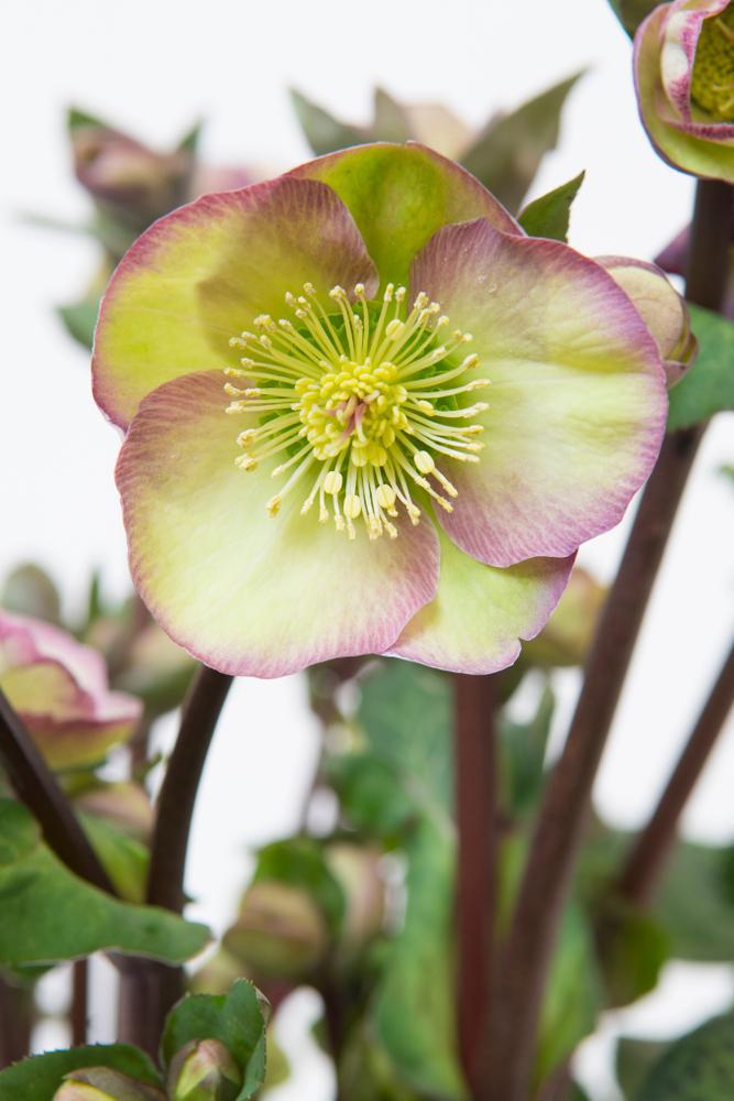 8" Helleborus Frostkiss® 'Dana's Dulcet' Dana's Dulcet® Lenten Rose 1010634