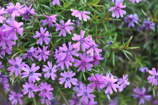 1G Phlox subulata 'Purple Beauty' Purple Beauty Moss Phlox (Creeping Phlox) 1004814