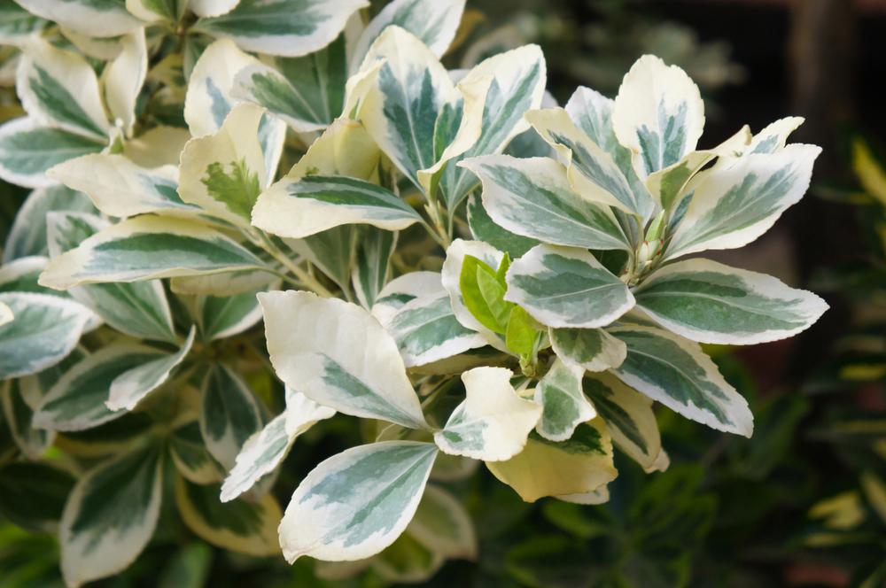 3G Euonymus Japonicus 'Silver Queen' Silver Queen Euonymus 1008152