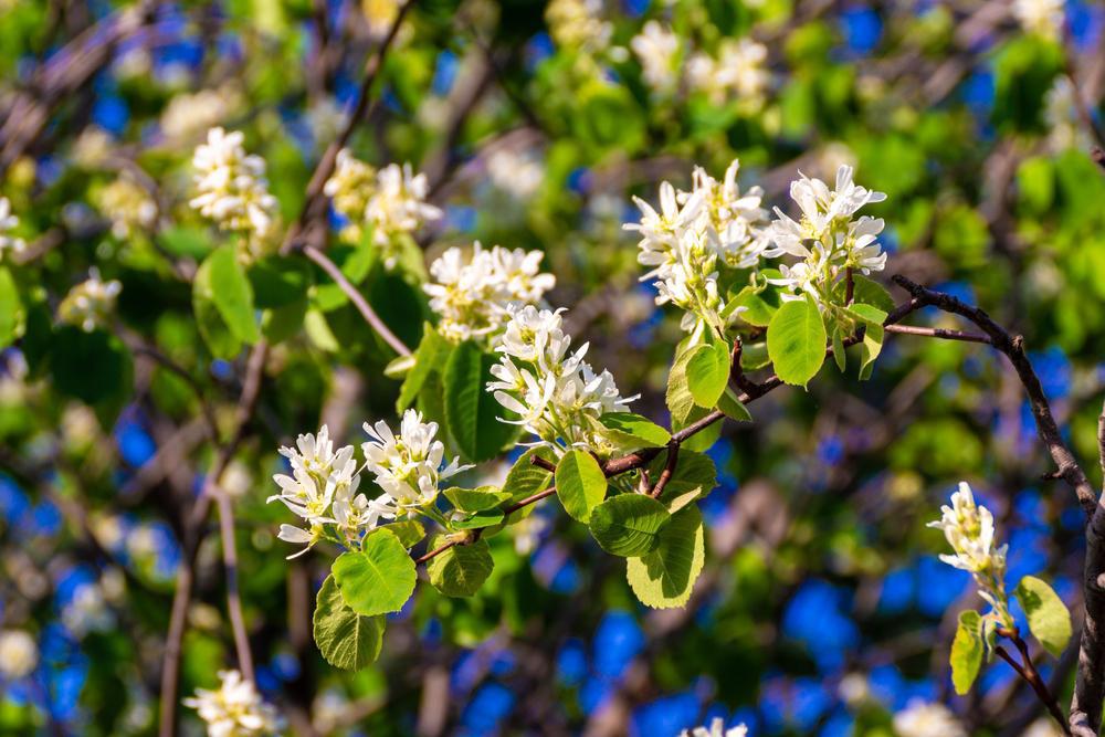 AMELANCHIER ALNIFOLIA `STANDING OVATION` ('Obelisk') (Juneberry) Serviceberry 1005418