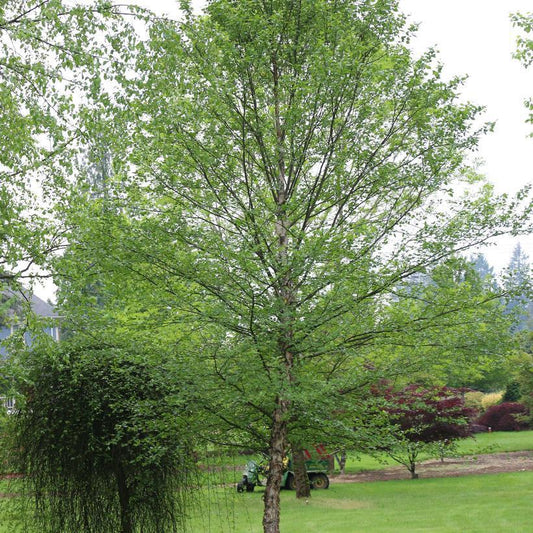 Betula nigra 'City Slicker' ('Whit XXV') City Slicker #7 River Birch: Patent PP16,573
