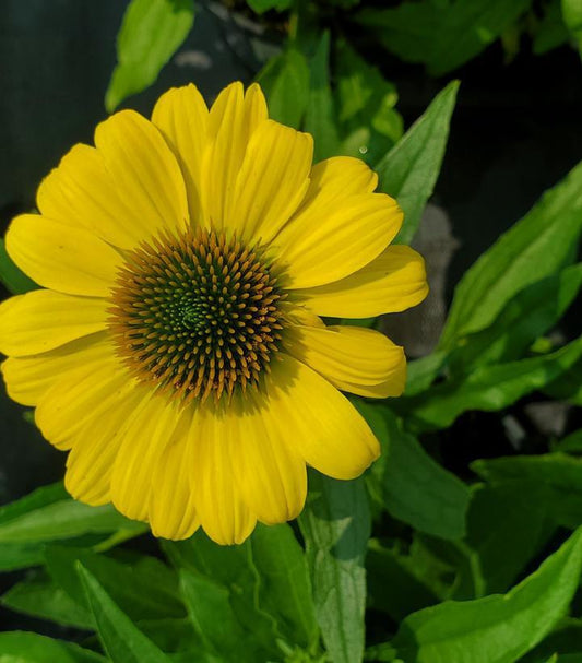 1G Echinacea 'Eye-catcher Canary' Canary Coneflower: Patent PPAF 1011649