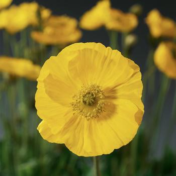 8" PAPAVER SPRING FEVER YELLOW PT (Iceland Poppy) 1011478