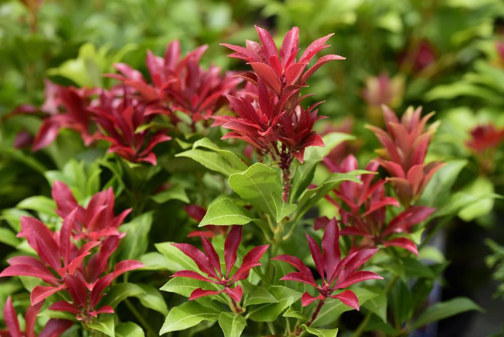 2G Pieris Japonica 'Mountain Fire' Mountain Fire Andromeda (Japanese Andromeda) 1001167