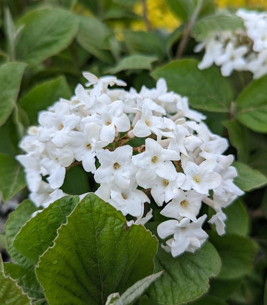 3G Viburnum carlesii 'Spice Island' ('Select A') Spice Island Korean Spice Bush 1010799