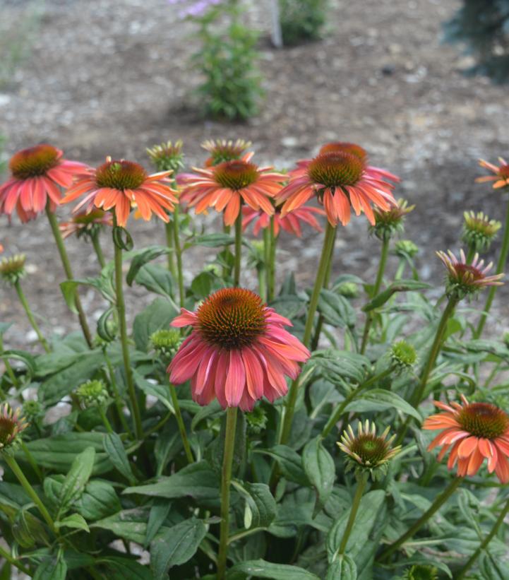 2G Echinacea 'Cheyenne Spirit' Cheyenne Spirit Coneflower  1006000