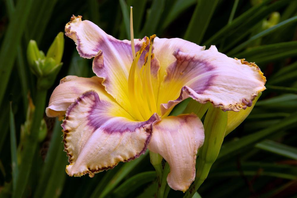 8" Hemerocallis 'Handwriting on the Wall' Handwriting on the Wall Daylily 1010956