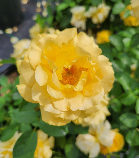 3G Rosa Easy-to-Love® 'Julia Child' ('Wekvossutono') Julia Child™ Floribunda Rose: Patent PP18,473 1005794