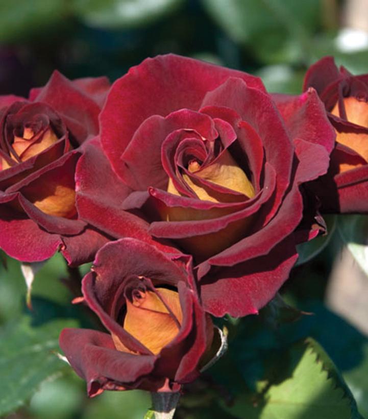 3G Rosa 'Dark Knight' ('Meirysett') Dark Knight™ Hybrid Tea Rose: Patent PP21,071 1014579