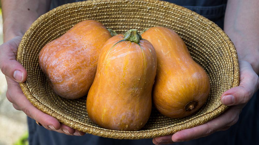 Squash - Winter - Honeynut (Local, Hollis, NH)