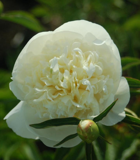 3G Paeonia 'Duchesse De Nemours' Duchesse de Nemours Peony (Double White) 1004070 DISSVF