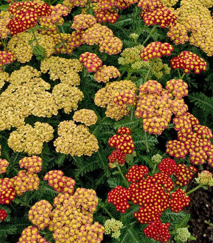 2G Achillea millefolium 'Strawberry Seduction' Strawberry Seduction Yarrow: Patent PP18,401 1006062