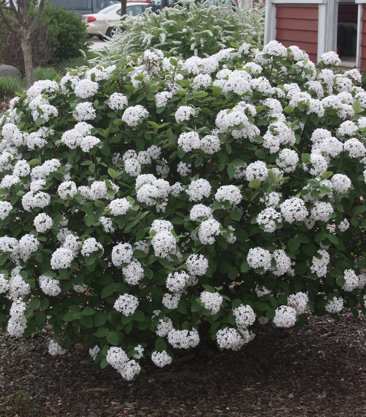 3G Viburnum carlesii 'Spice Island' ('Select A') Spice Island Korean Spice Bush 1010799