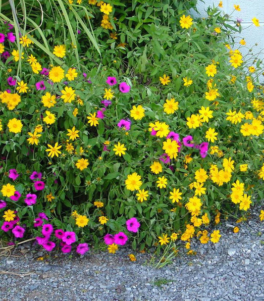 1G COREOPSIS `SUNSHINE SUPERMAN` Sunshine Superman Star Tickseed 1005703