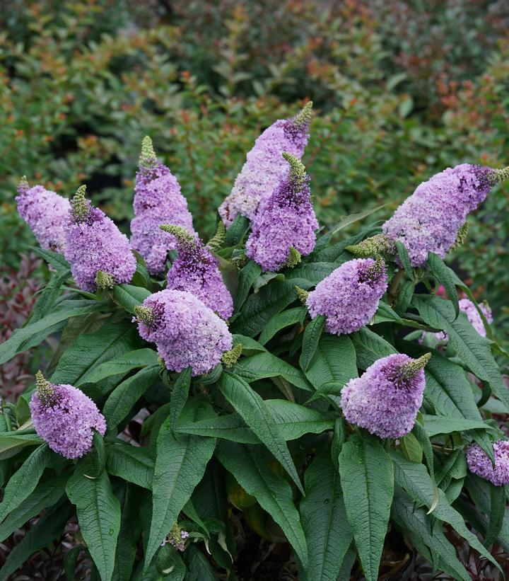 1G Amethyst Pugster Buddleia Butterfly Bush ('SMNBDL') Pugster® Amethyst Butterfly Bush: Patent PPAF 1014763