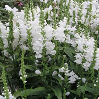 1G Physostegia vir. 'Miss Manners' Miss Manners Obedient Plant 1003893