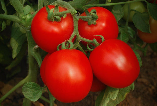 1G Tomato 'Invincible' Invincible Tomato (SALAD) 1013916