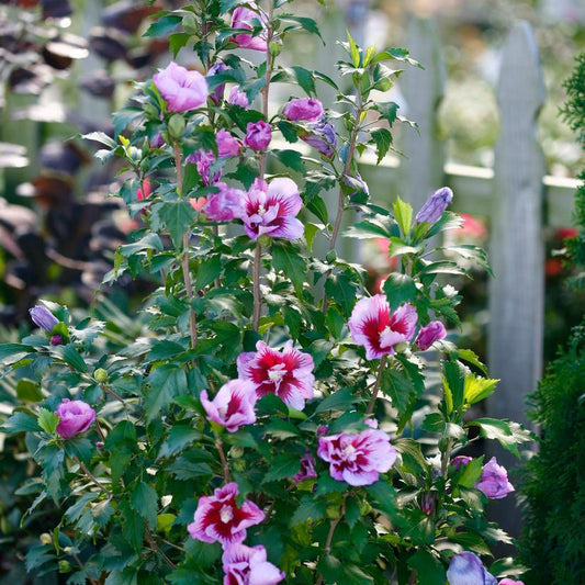 3G Hibiscus syriacus Purple Pillar ('Gandini Santiago') Purple Pillar® Rose of Sharon: Patent PP25,5681008262