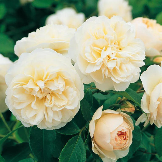3G David Austin Rose Bush - 'Lichfield Angel' Cream - 2100
