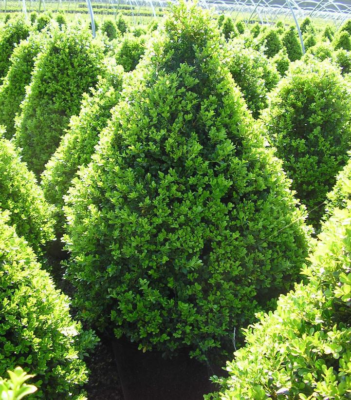 5G Buxus 'Cranberry Creek' Cranberry Creek Boxwood 1009565