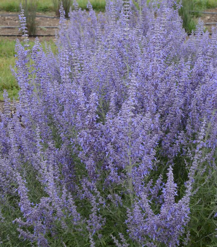 2G Perovskia atriplicifolia Denim 'n Lace Denim 'n Lace Russian Sage: Patent PPAF 1008129