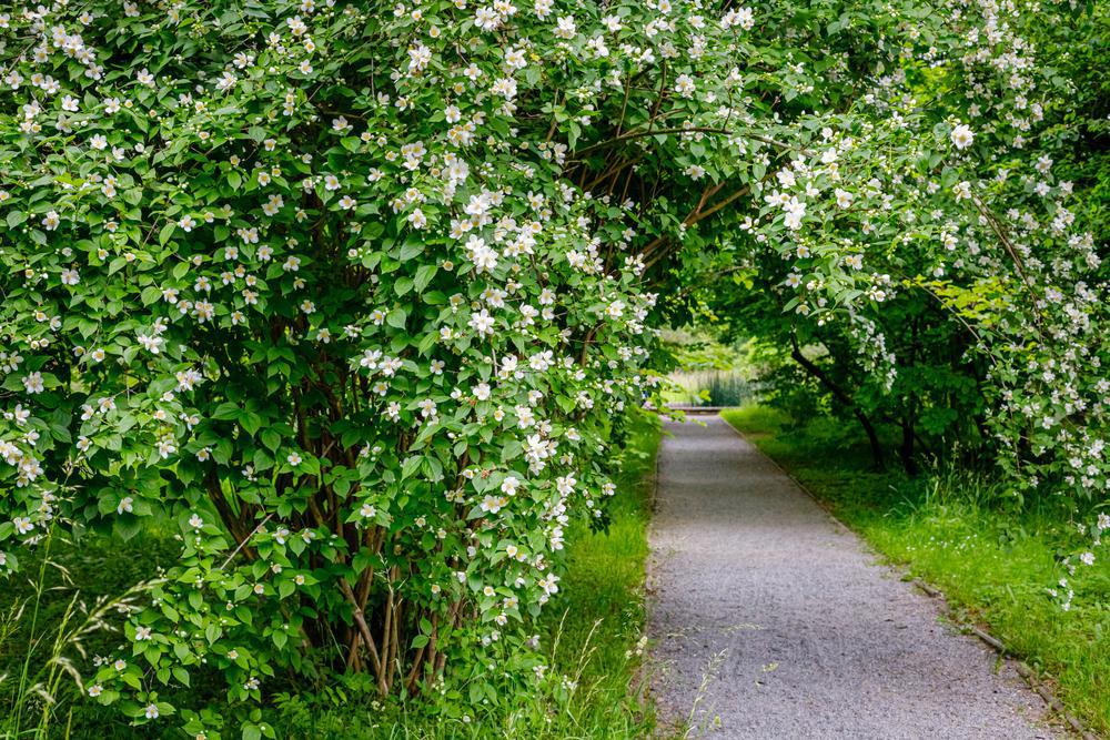 3G Philadelphus coronarius Illuminati 'Arch' ('SMNPBD') Mockorange: Patent PP32,351 1012700