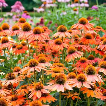 2G Echinacea Sombrero 'Adobe Orange' ('Balsomador') Adobe Orange Coneflower: Patent PP26,639