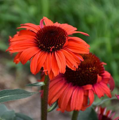 2G Echinacea Eye-Catcher™ 'Tanager' Tanager Coneflower