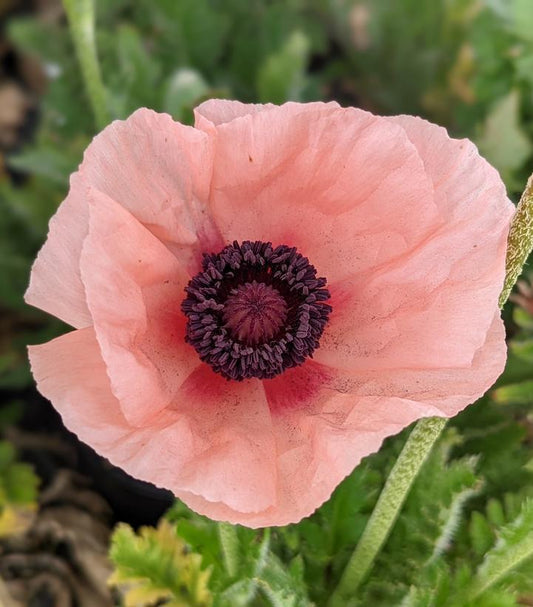 1G Papaver orientale 'Carneum' Carneum Oriental Poppy 1012454