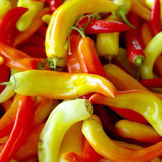 1G PEPPER 'SWEET BANANA' (Sweet) Sweet Banana Pepper 1006570