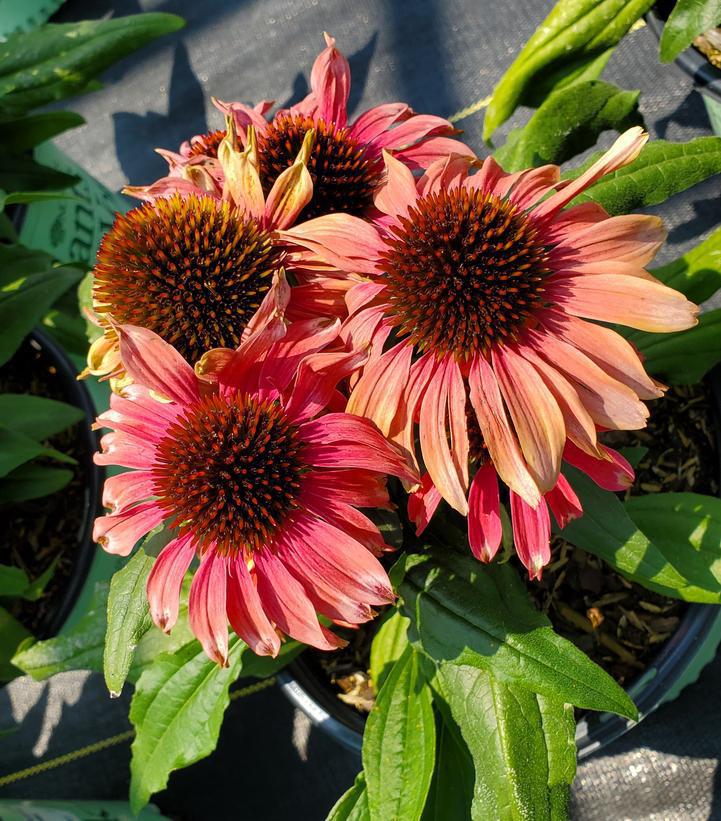 8" Echinacea 'Playful Meadow Mama' Playful Meadow Mama™ Coneflower 1010743