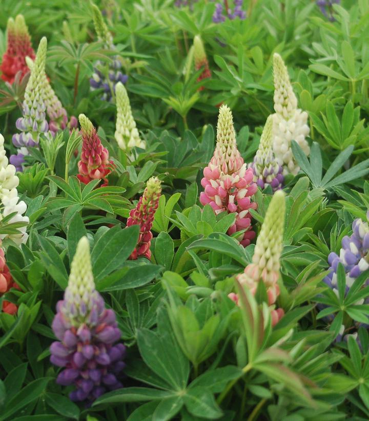 1G Lupinus 'Russell Hybrids Mix' Russell Hybrids Lupine 1000931