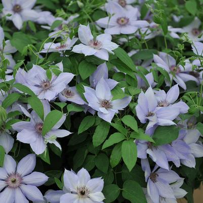 1G Clematis 'Bernadine' ('Evipo061') Bernadine™ Clematis: Patent PP27,332 1012204