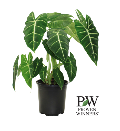 17cm PW Alocasia Frydek G0726