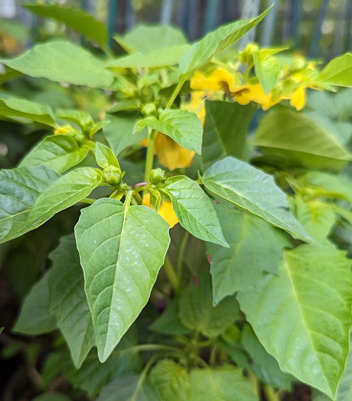 1G Tomatillo 'Tamayo' Tamayo Tomatillo 1011483