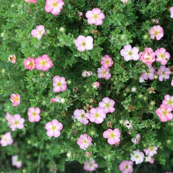 2G Potentilla fruticosa Happy Face Hearts® ('SMNPPS') Happy Face Hearts® Potentilla: Patent PPAF (Cinquefoils) 1009997